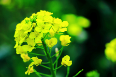 綺麗に咲いている菜の花