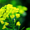 綺麗に咲いている菜の花