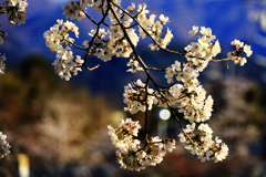 風に揺れる桜