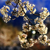 風に揺れる桜
