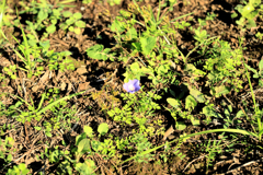 アメリカアサガオ