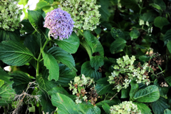 遅咲きの紫陽花