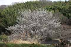 小川沿いの梅