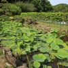 二宮せせらぎ公園　蓮