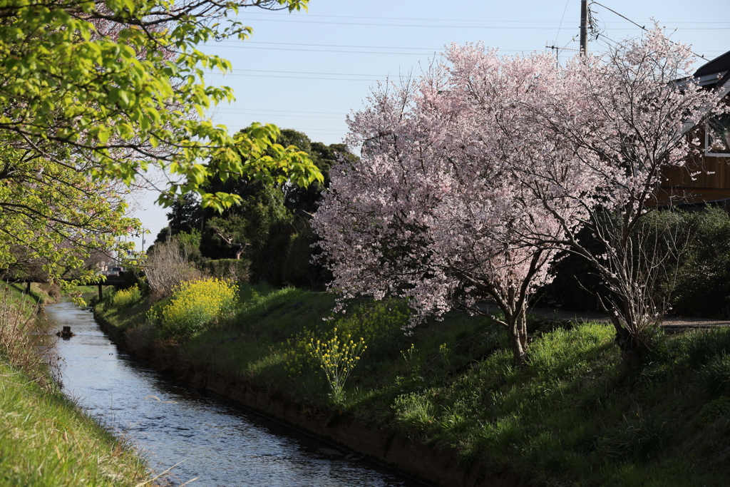 小川と桜と菜の花