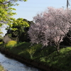 小川と桜と菜の花