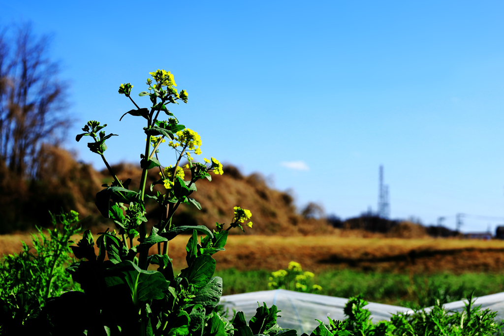 遠くを見つめる菜の花