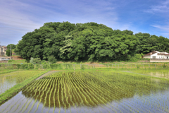田んぼに写った森
