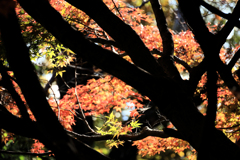 晩秋の弘法山　ステンドグラス