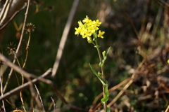 野に咲く菜の花