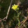 野に咲く菜の花