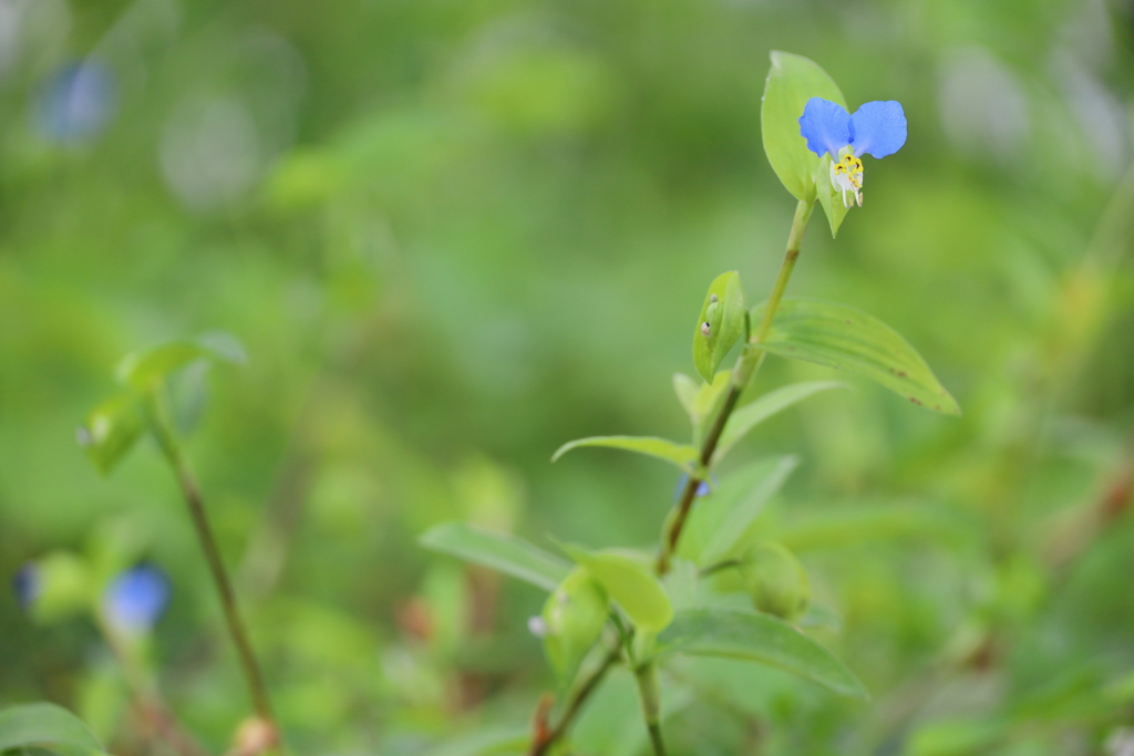 露草の背伸び