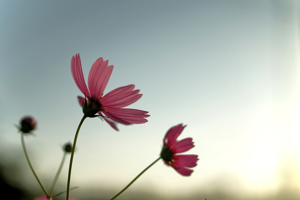 朝陽と秋桜