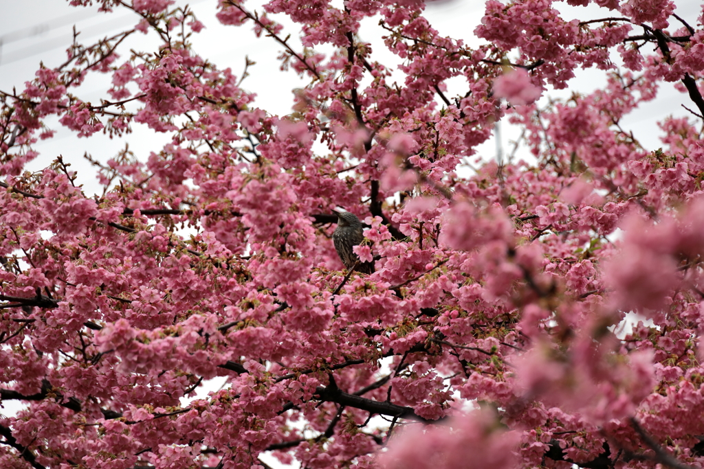 桜とヒヨドリ