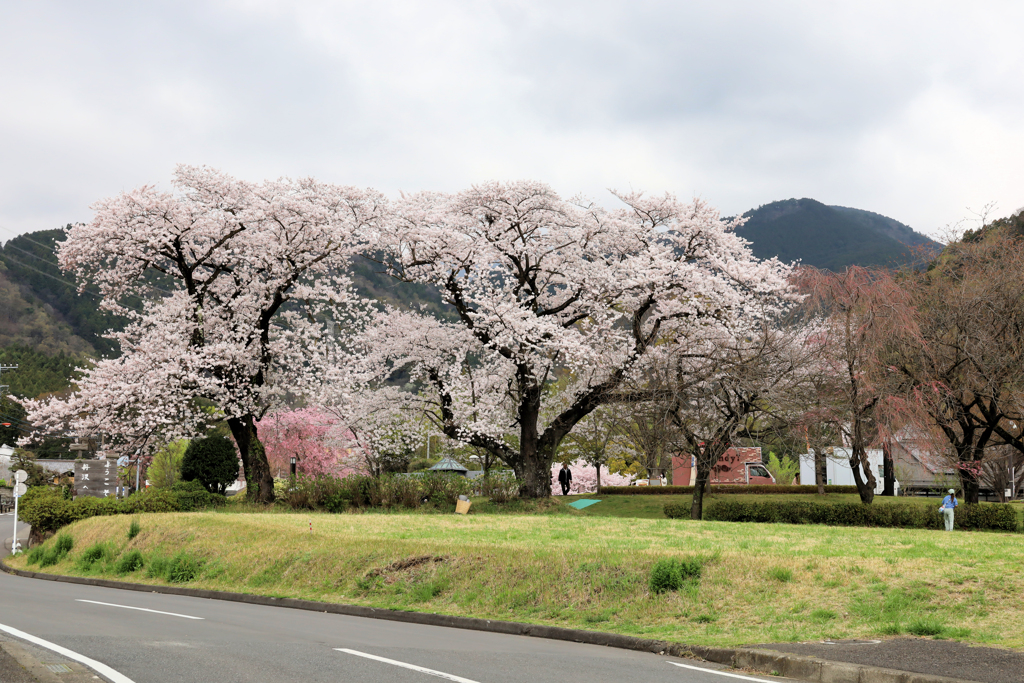 秦野戸川公園