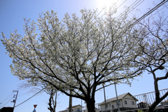 晴天を背景に咲く