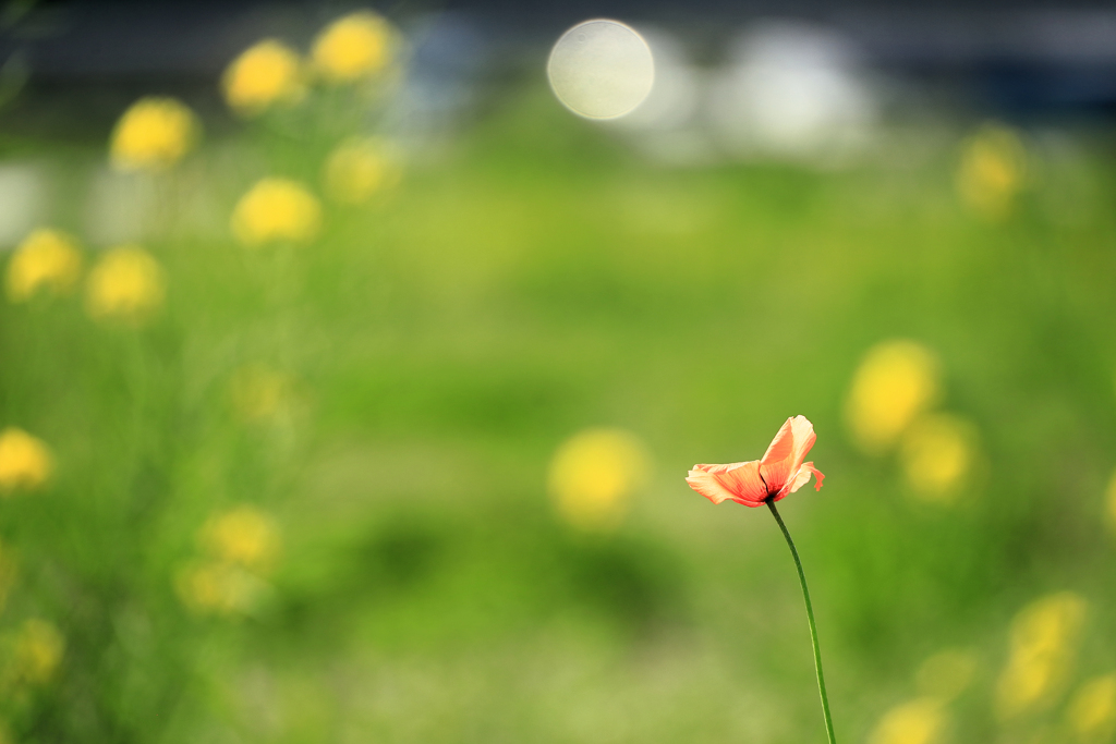 月を見上げるナガミヒナゲシ