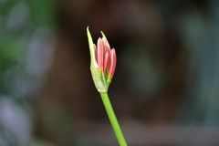 開花前の彼岸花