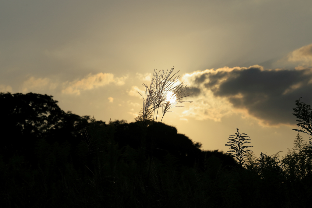 夕陽とススキ