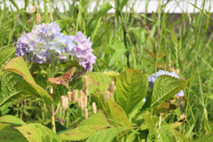 野に咲く紫陽花