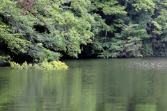 夏の震生湖