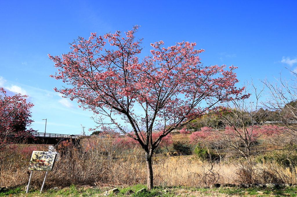 うぐいす橋付近のおかめ桜