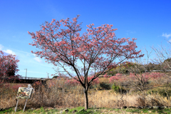 うぐいす橋付近のおかめ桜
