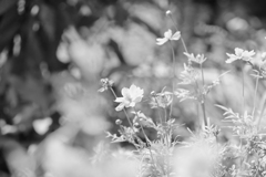 キバナコスモス