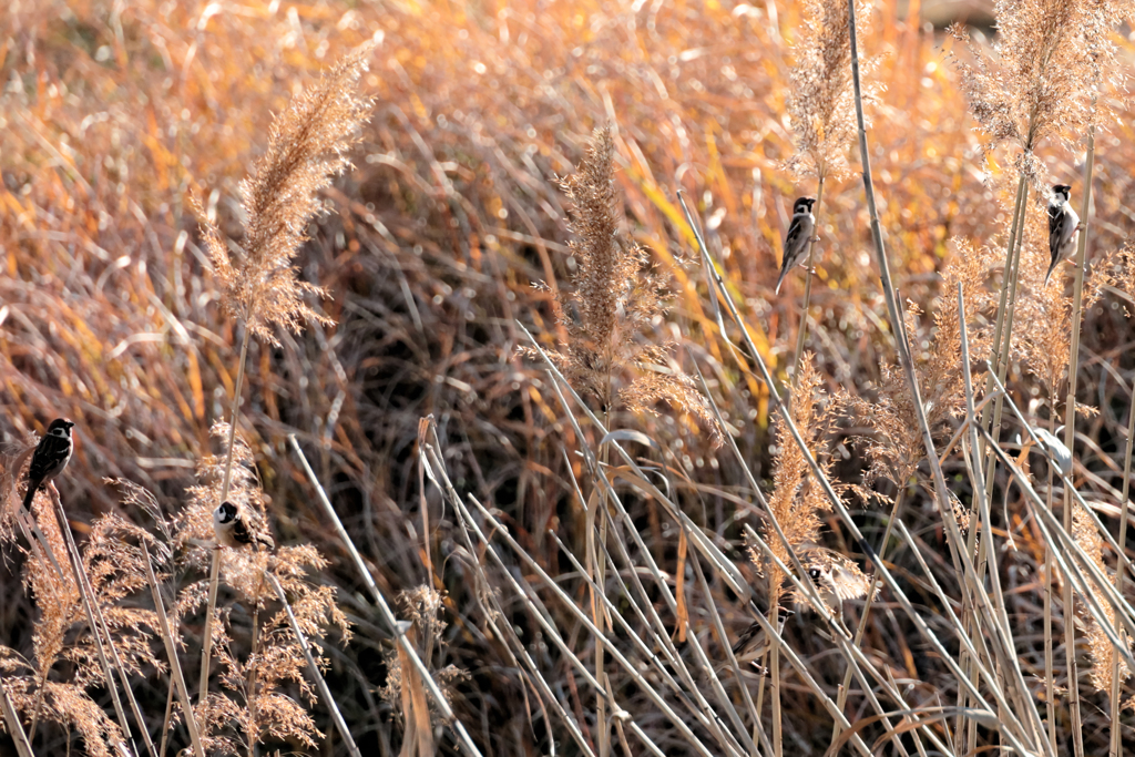 留まっているスズメ