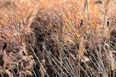 留まっているスズメ