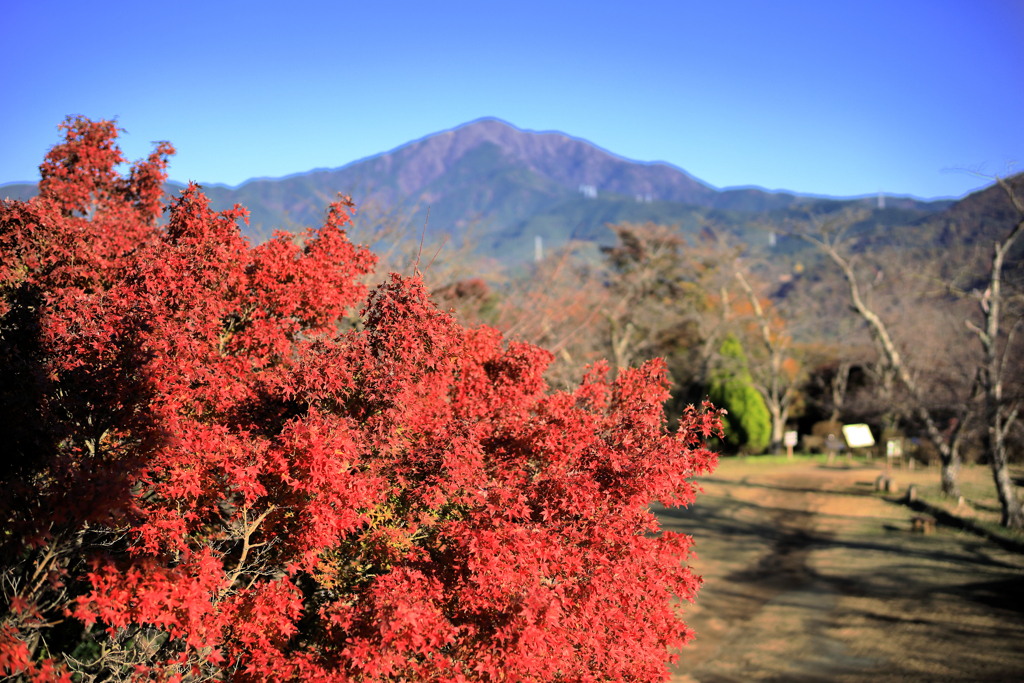 弘法山公園の紅葉