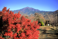 弘法山公園の紅葉