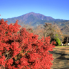 弘法山公園の紅葉