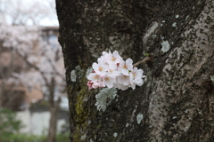 桜の木の幹から桜
