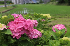 農道わきの紫陽花