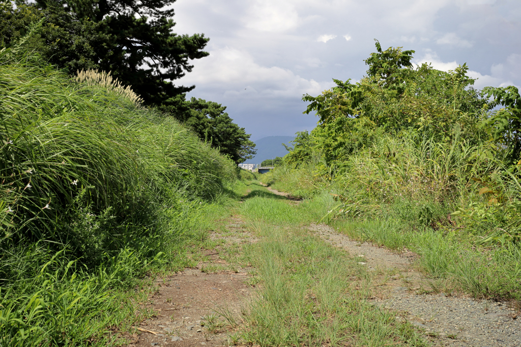 川沿いの一本道