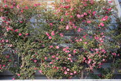 山茶花の一生