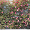 山茶花の一生