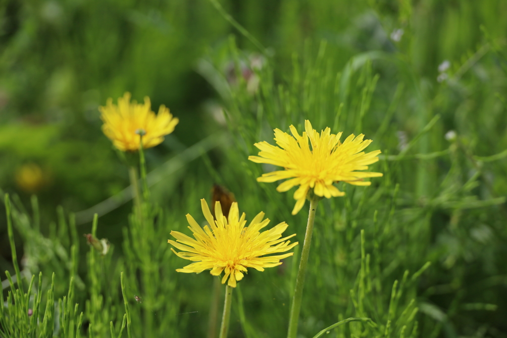 道ばたのタンポポ