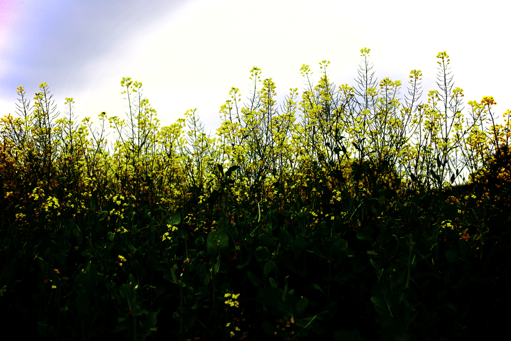 わさわさと揺れる芥子菜
