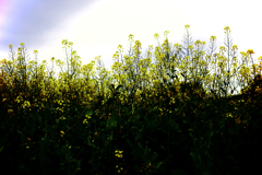 わさわさと揺れる芥子菜