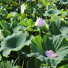 花びらぽろり
