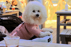 宮ヶ瀬湖畔園地　愛犬と共に