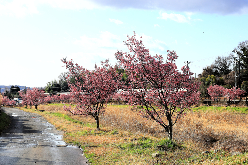 うぐいす橋付近のおかめ桜