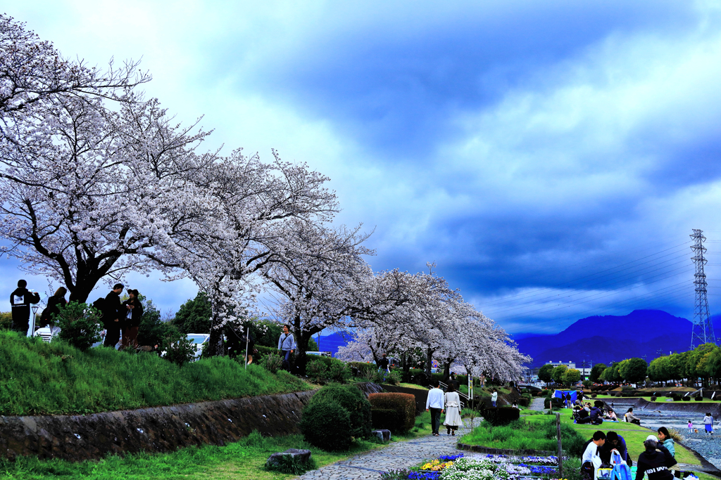 桜を楽しむ人たち