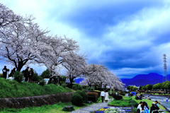 桜を楽しむ人たち