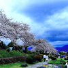 桜を楽しむ人たち