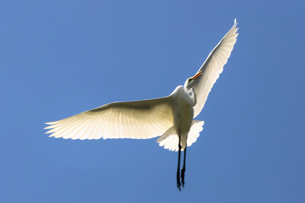 真上を舞うサギ