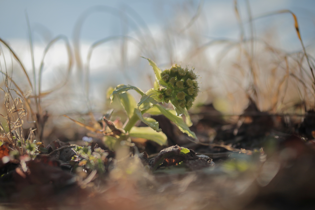 横たわるフキノトウ