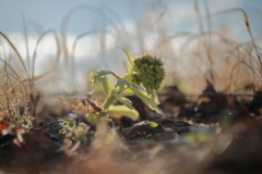 横たわるフキノトウ